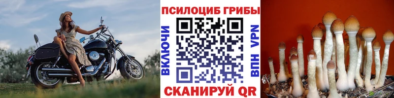 Псилоцибиновые грибы GOLDEN TEACHER  OMG ССЫЛКА  Павловск 
